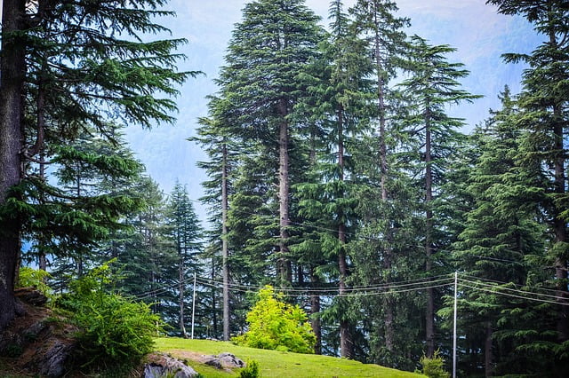 Place to Visit in Manali