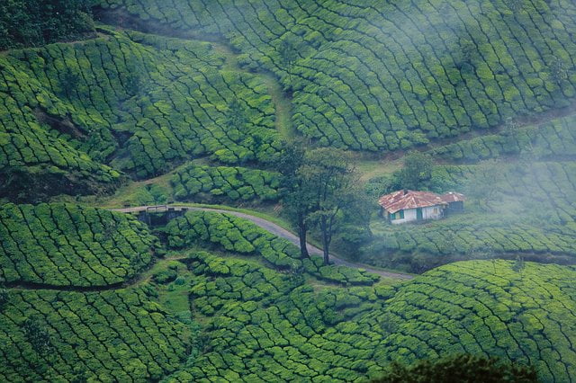 Top 20 Places to Visit in Munnar