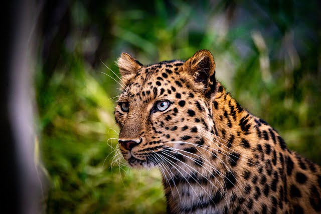 Sajjangarh Wildlife Sanctuary, Rajasthan's Udaipur