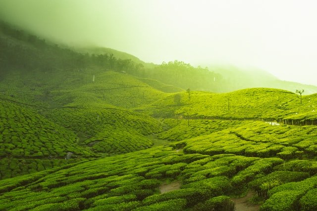 Top 20 Places to Visit in Munnar